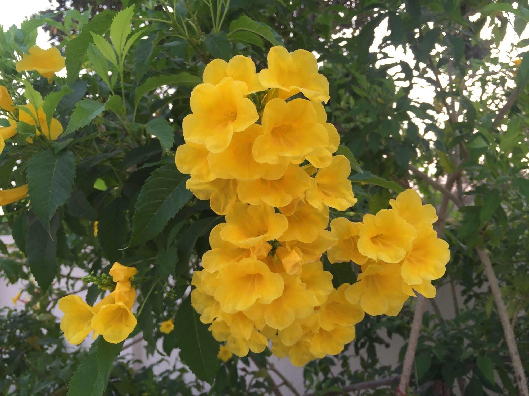 Oyo 306 Paradise Park Laemchabang Си Рача Екстериор снимка